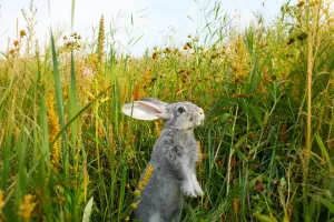 Vì Sao Thỏ Dậm Chân?