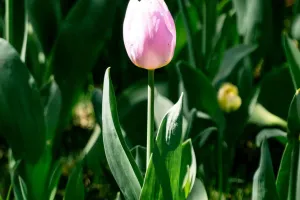 Tulip Bloom Secrets