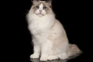 Mèo Ragdoll Có Gì Đặc Biệt