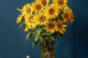 Bí Quyết Trồng Hướng Dương