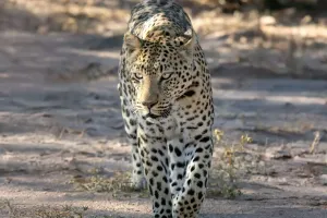 Wild Leopard Power