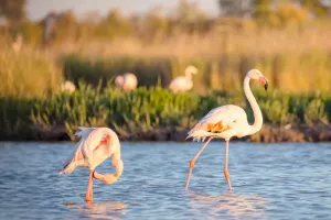 Vida dos Flamingos