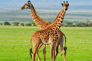 Sociedade das Girafas