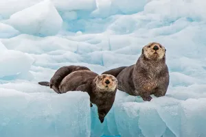 Bí Mật Túi Của Rái Cá Biển