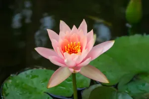 Bí Mật Thú Vị Về Hoa Sen