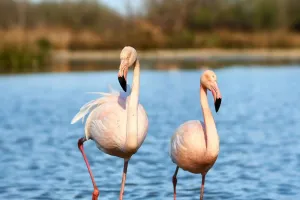 Hành Trình Di Cư Hồng Hạc