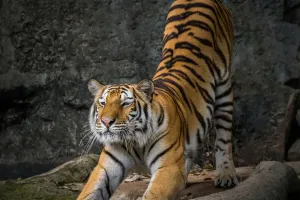 Gerakan Stretching Harimau