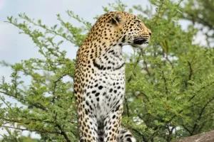 Keajaiban Macan Tutul