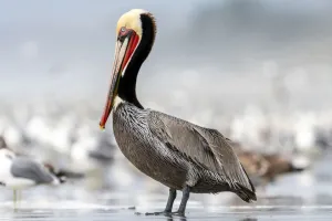 Scufundare spectaculoasă