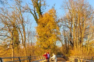 Penyebab Daun Menguning