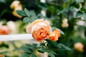 Nghệ Thuật Cắm Hoa Hồng