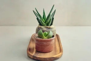 Suculentas e cactos: guia