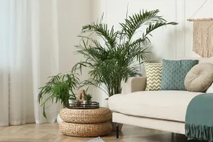 Sua casa mais viva hoje