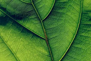 Inside Green Leaf Cells