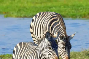 Tại sao ngựa vằn không lạc?