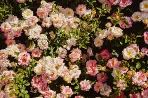 Bí quyết trồng hoa hồng đẹp