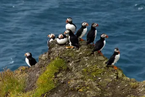 Animals Shaping Ecosystems