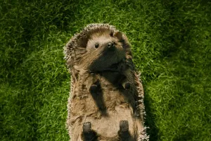 Bí mật đời sống của nhím