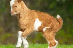 Con vật khi còn nhỏ