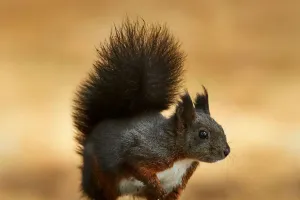 Mémoire d’écureuil