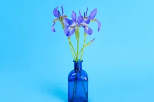 Hãy trồng hoa diên vĩ