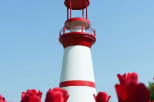 Merawat Tulip Agar Mekar