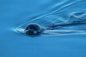 Fascinating Seal Facts