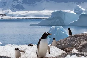 Wobbly Penguin Secrets