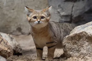 O segredo da saúde do gato