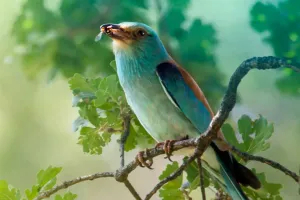 O pássaro azul secreto