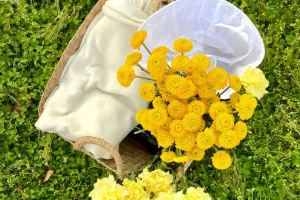 Blumen entschlüsseln