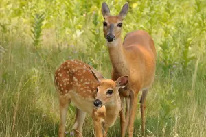 Пятна оленя зимой