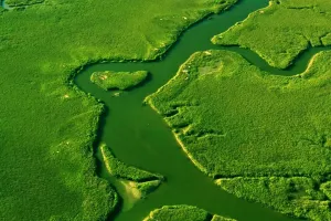 Plant Communities Evolve