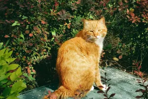 Генетика животных