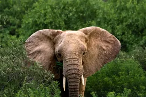 Limbajul elefanților