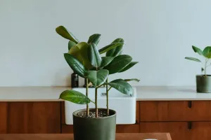 Cây Đẹp Cần Chăm Sóc Đúng