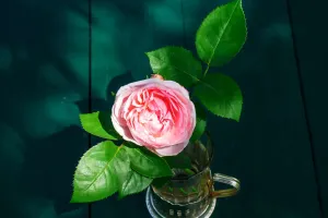 Secrets Behind Flower Colors