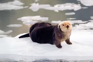 Otter dan Kepintarannya