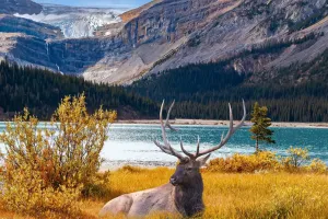 Protégez votre faune