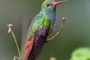 Hummingbirds: Tiny Wonders