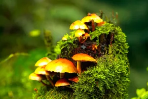 Pflanzen für Renaturierung