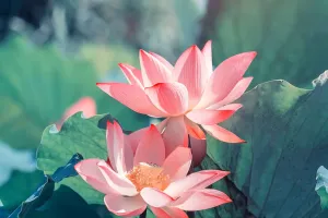 Bí quyết trồng sen tại nhà