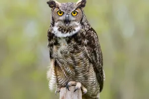 Eyes Made for Darkness