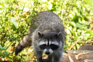 Raccoon Wonders