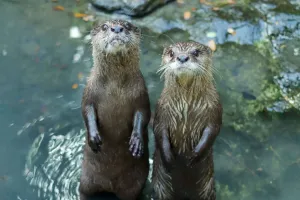 Jejak Otter di Indonesia