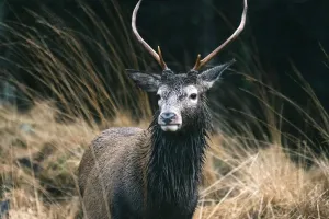 The Biology of Deer Antlers