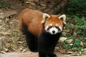 Sự thật về hai loài gấu trúc