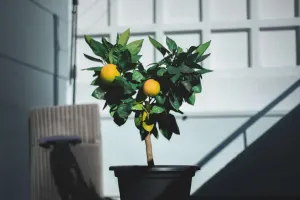 Tự trồng cam chanh tại nhà