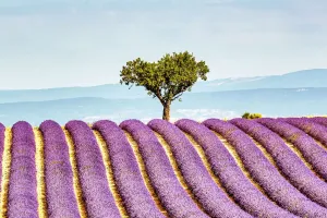 Du lịch Provence mùa hoa nở