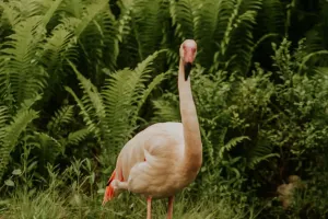 Vì sao hồng hạc có màu hồng?